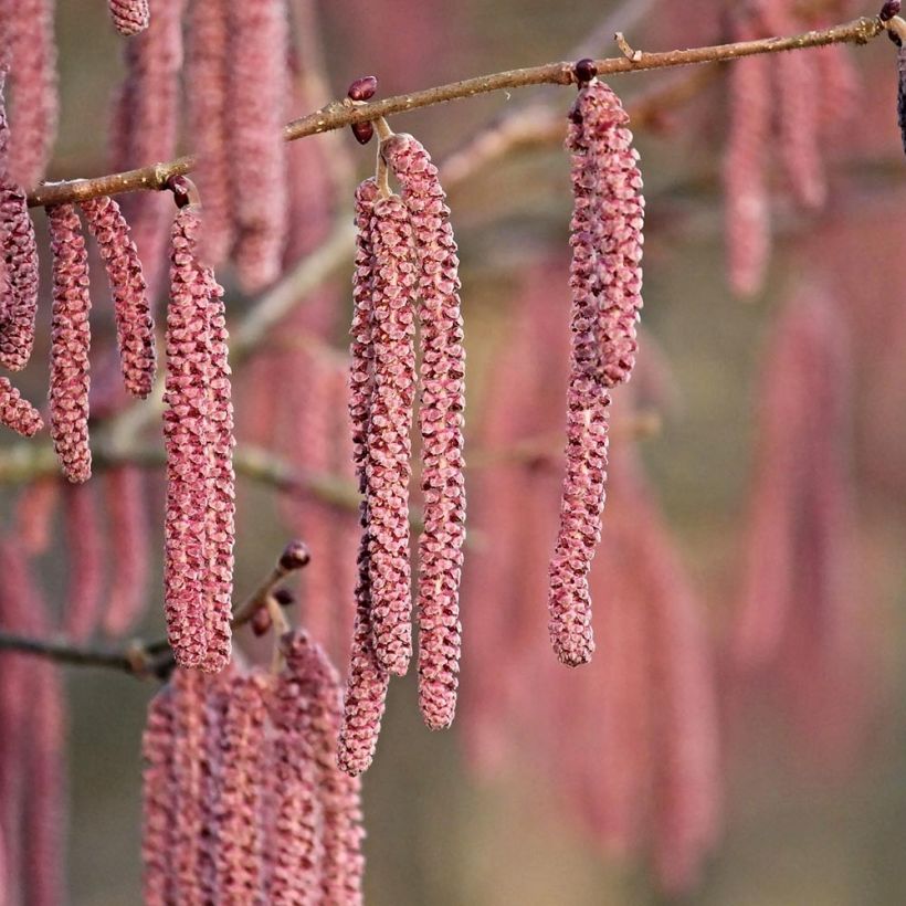 Corylus maxima Purpurea (Floração)