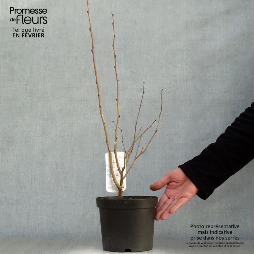 Amostra de Corylus maxima Purpurea - Noisetier pourpre Vaso de 3 L/4 L tal como entregue no inverno