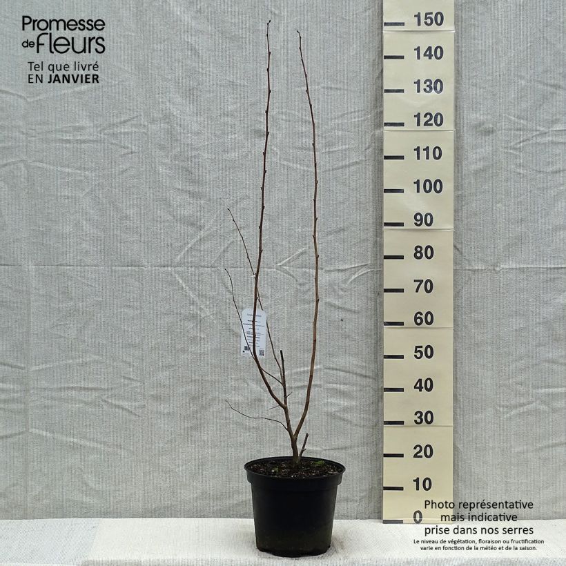 Amostra de Corylus maxima Purpurea - Noisetier pourpre Vaso de 7,5 L/10 L tal como entregue no inverno