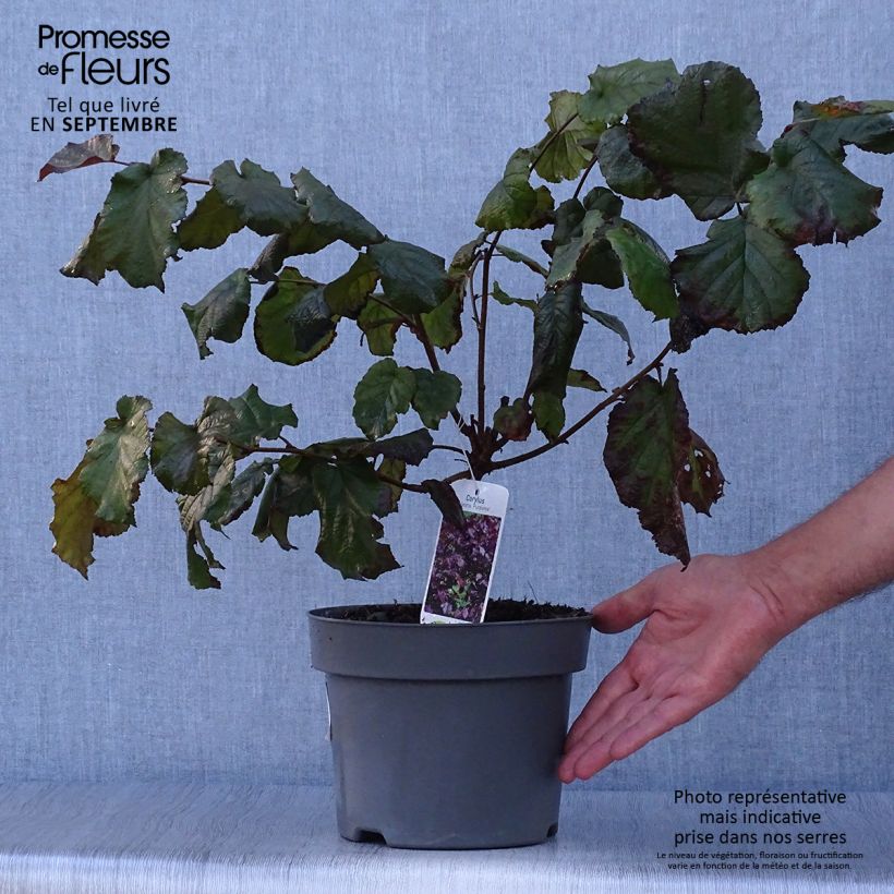 Amostra de Corylus maxima Purpurea Vaso de 3 L/4 L tal como entregue no outono