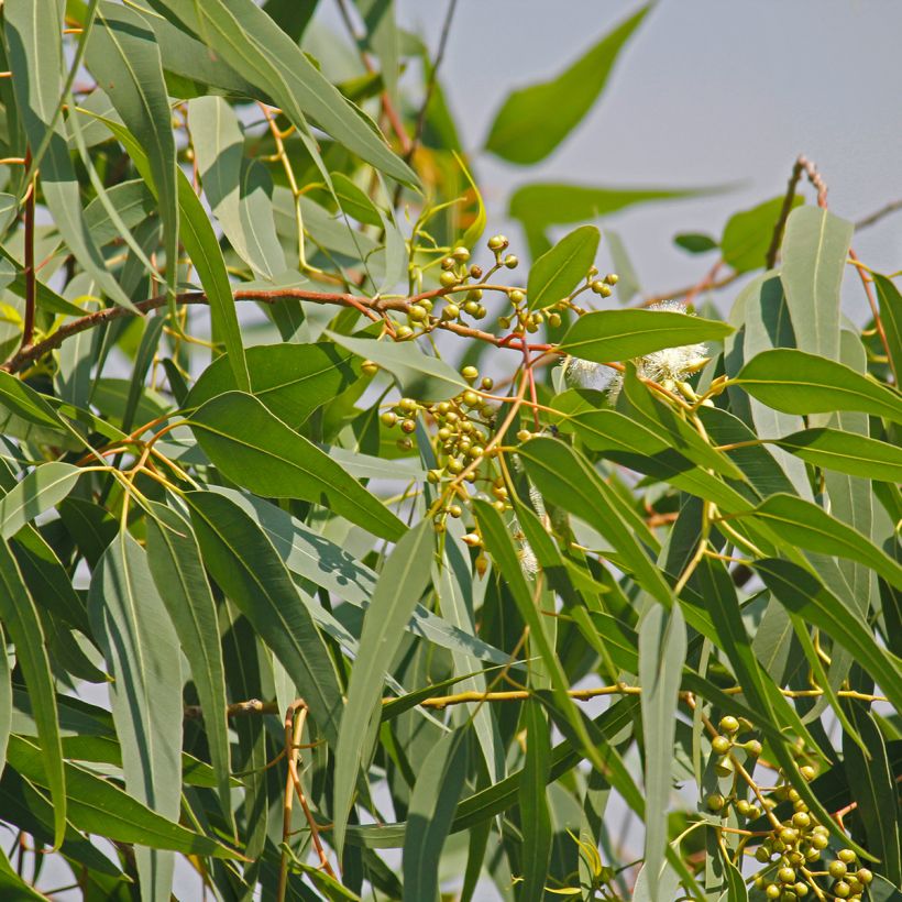 Corymbia citriodora (Folhagem)