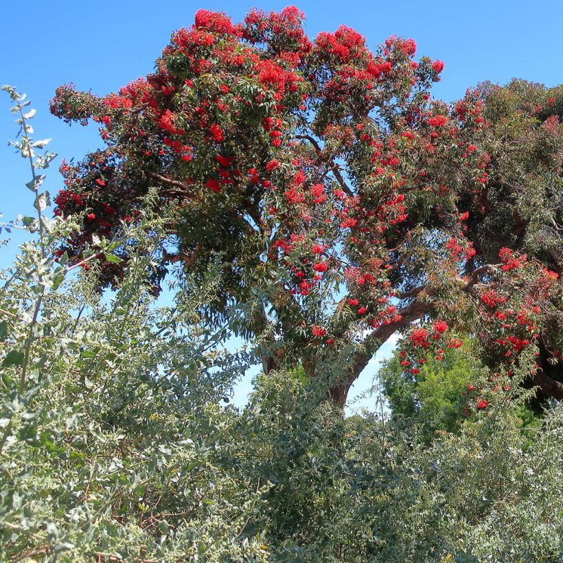 Corymbia ficifolia (Hábito)
