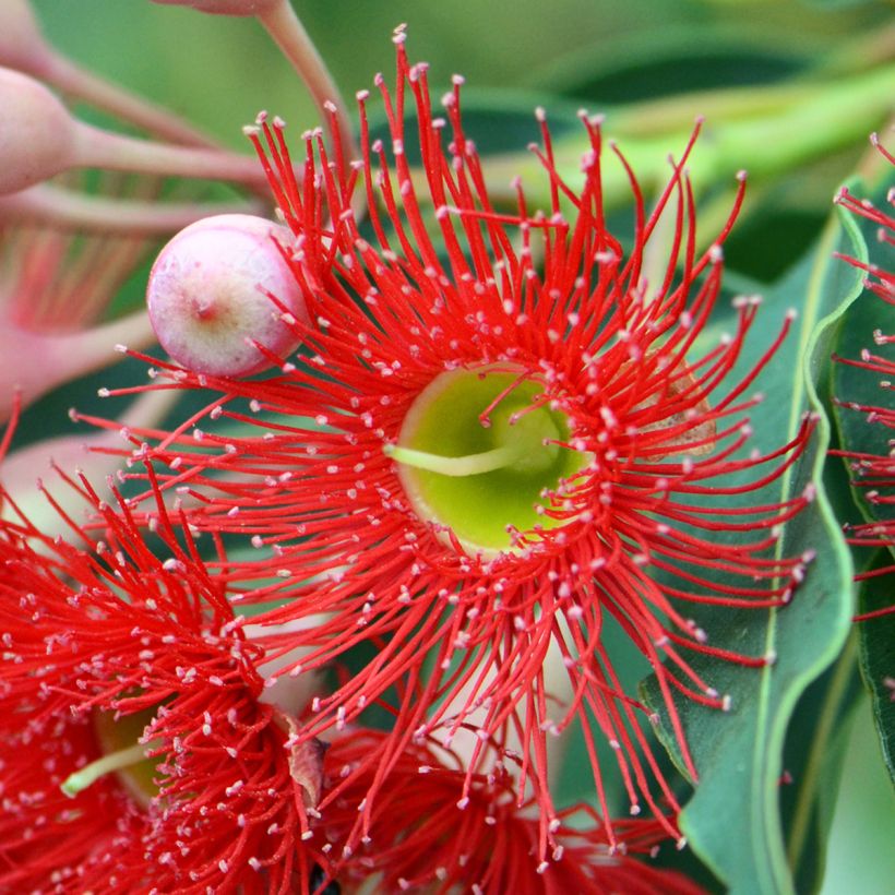Corymbia ficifolia (Floração)