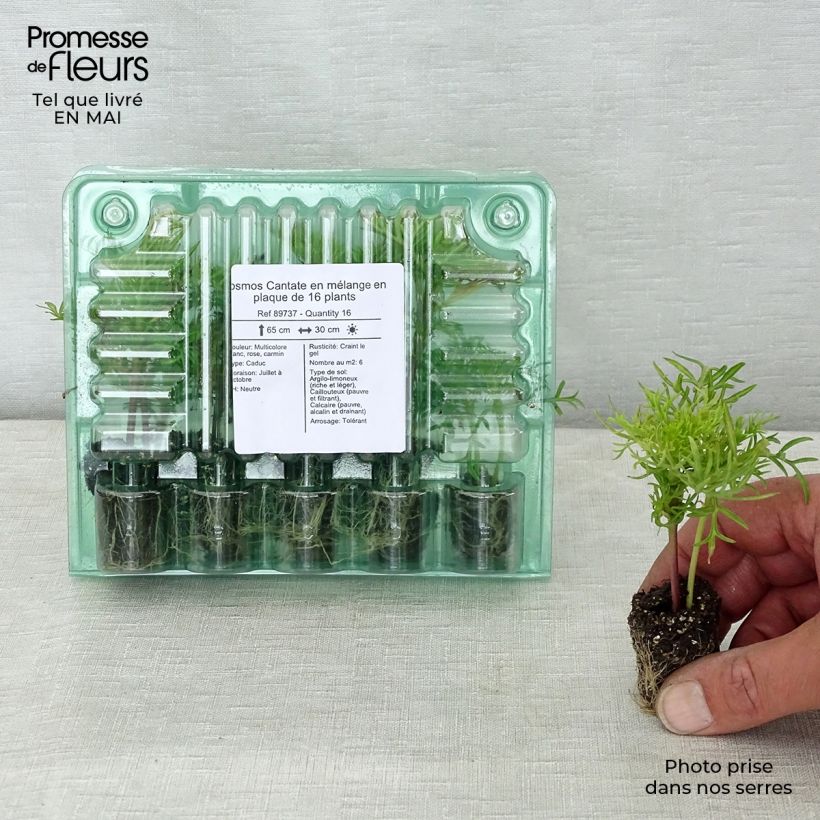 Amostra de Cosmos Cantate en mélange Jardimotte: torrão de 3,8 cm x 3,2 cm em tabuleiro de cultivo de 16 unidades tal como entregue na primavera