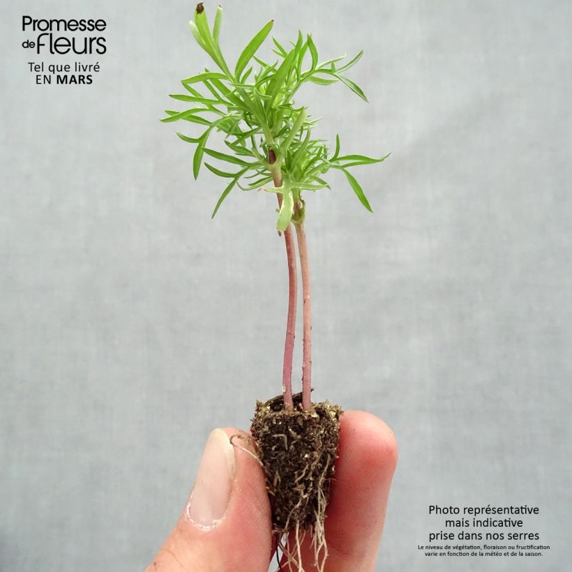 Amostra de Cosmos Cantate en mélange Mini-torrão: torrão de 2,2 cm x 2 cm em tabuleiro de cultivo de 35 unidades tal como entregue na primavera