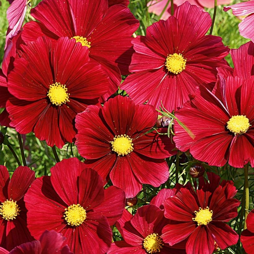 Cosmea Rubenza Vermelho Carmin em minimottes (Floração)