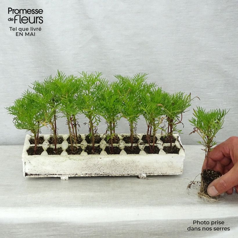 Amostra de Cosmos Rubenza rouge carmin Mini-mottes Jardimotte: torrão de 3,8 cm x 3,2 cm em tabuleiro de cultivo de 16 unidades tal como entregue na primavera