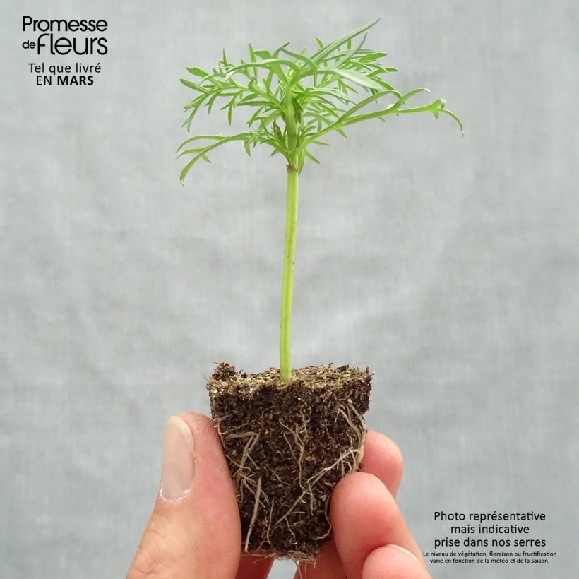 Amostra de Cosmos Sonata Blanc Jardimotte : motte 3,8 cm x 3,2 cm en plaque de culture par 16 tal como entregue na primavera