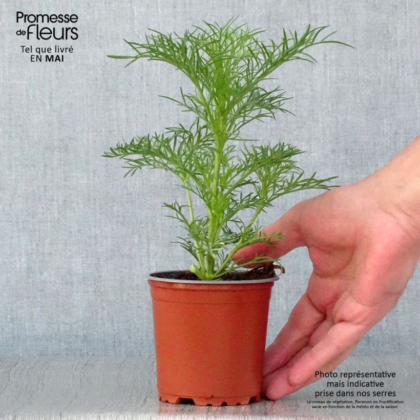 Amostra de Cosmos Sonata Blanc Pot de 10 cm/11cm tal como entregue na primavera