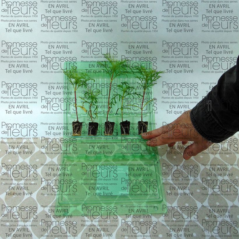 Exemplo de amostra de Cosmos Sonata Carmin Mini-torrão Ø 3/4 cm tal como entregue