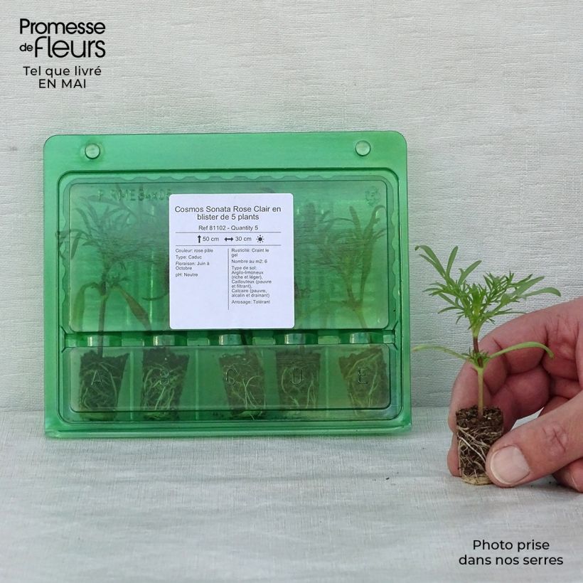 Amostra de Cosmos Sonata Rose Clair Mini-torrão Ø 1,5/2,5 cm tal como entregue na primavera