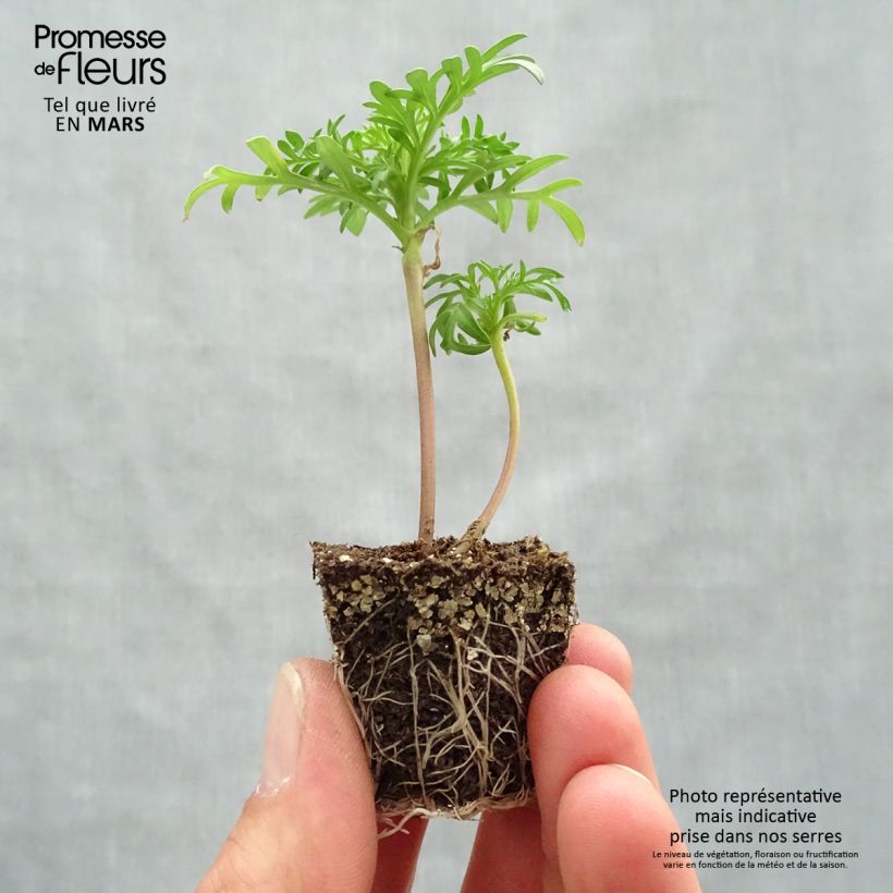 Amostra de Cosmos Sonata Rose Clair Jardimotte: torrão de 3,8 cm x 3,2 cm em tabuleiro de cultivo de 16 unidades tal como entregue na primavera