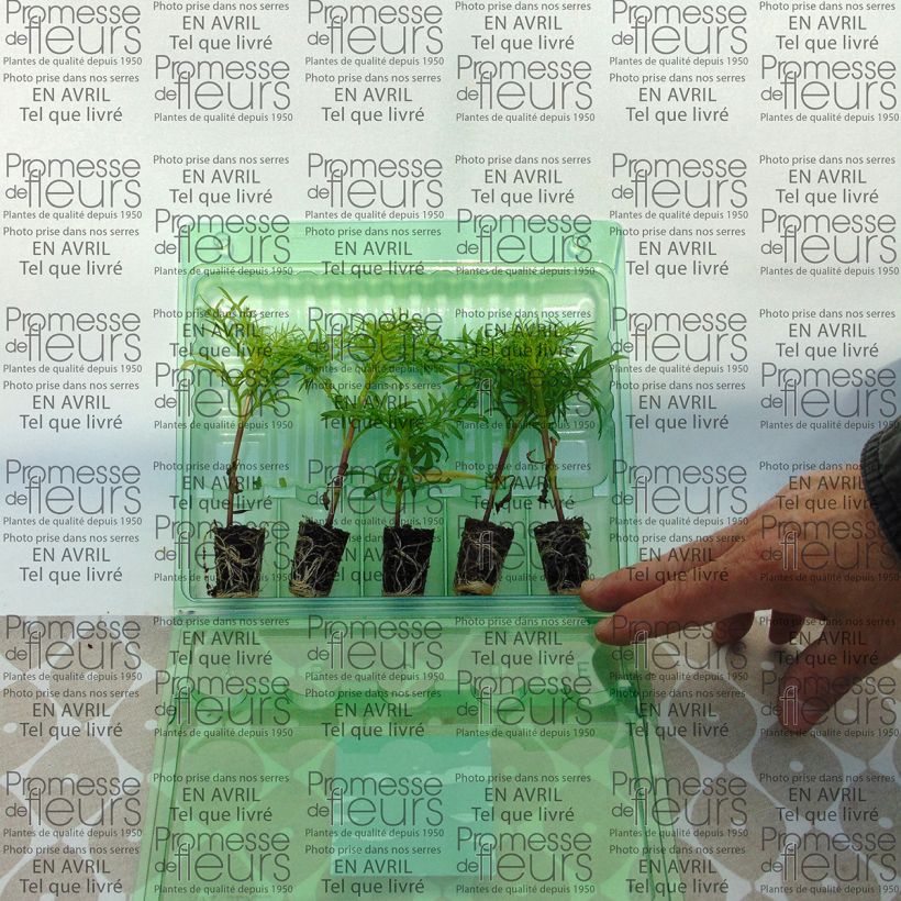 Exemplo de amostra de Cosmos Sonata Rose clair à centre foncé Mini-torrão Ø 3/4 cm tal como entregue