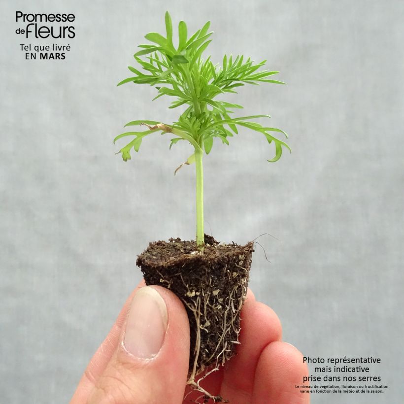 Amostra de Cosmos Xanthos jaune Mini-mottes Jardimotte: torrão de 3,8 cm x 3,2 cm em tabuleiro de cultivo de 16 unidades tal como entregue na primavera