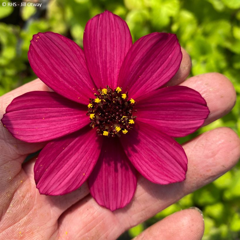 Cosmos Cherry Chocolate - Cosmos atrosanguineus (Floração)