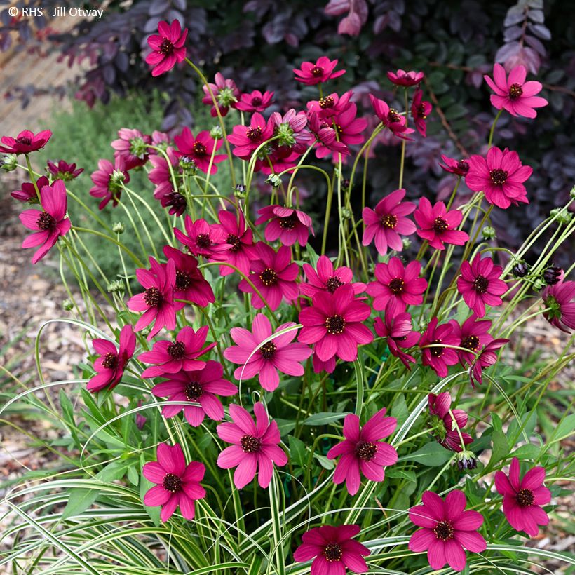 Cosmos Cherry Chocolate - Cosmos atrosanguineus (Hábito)