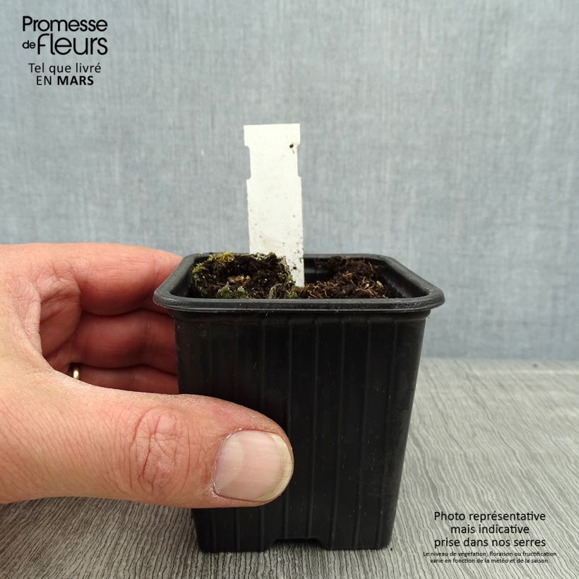 Amostra de Cosmos chocolate Chocamocha Vaso de 7/8 cm tal como entregue na primavera