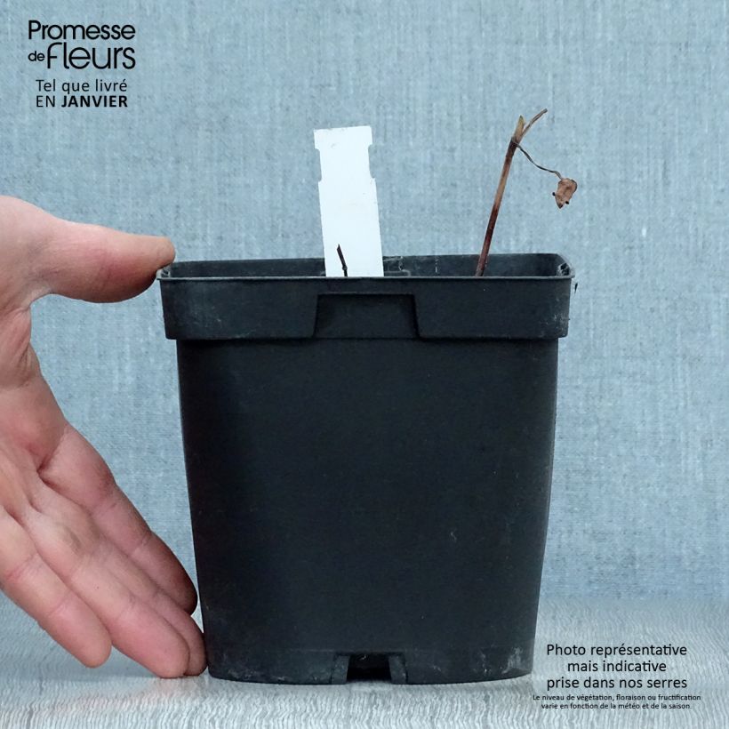 Amostra de Cosmos atrosanguineus Chocamocha - Cosmos chocolat Vaso de 2 L/3 L tal como entregue no inverno