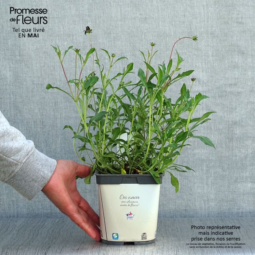 Amostra de Cosmos chocolate Chocamocha Vaso de 2 L/3 L tal como entregue na primavera