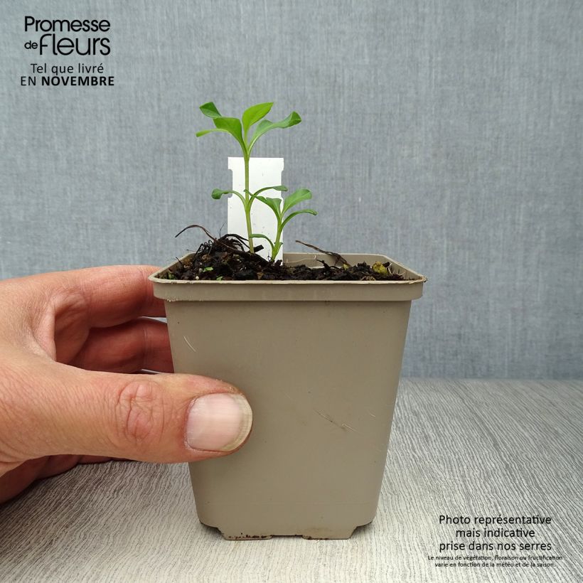 Amostra de Cosmos chocolate Eclipse - Cosmos atrosanguineus Vaso de 8/9 cm tal como entregue no outono