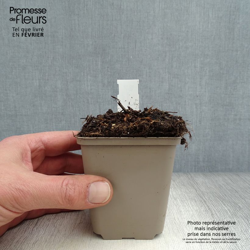 Amostra de Cosmos atrosanguineus Eclipse - Cosmos chocolat Godet de 8/9 cm tal como entregue no inverno