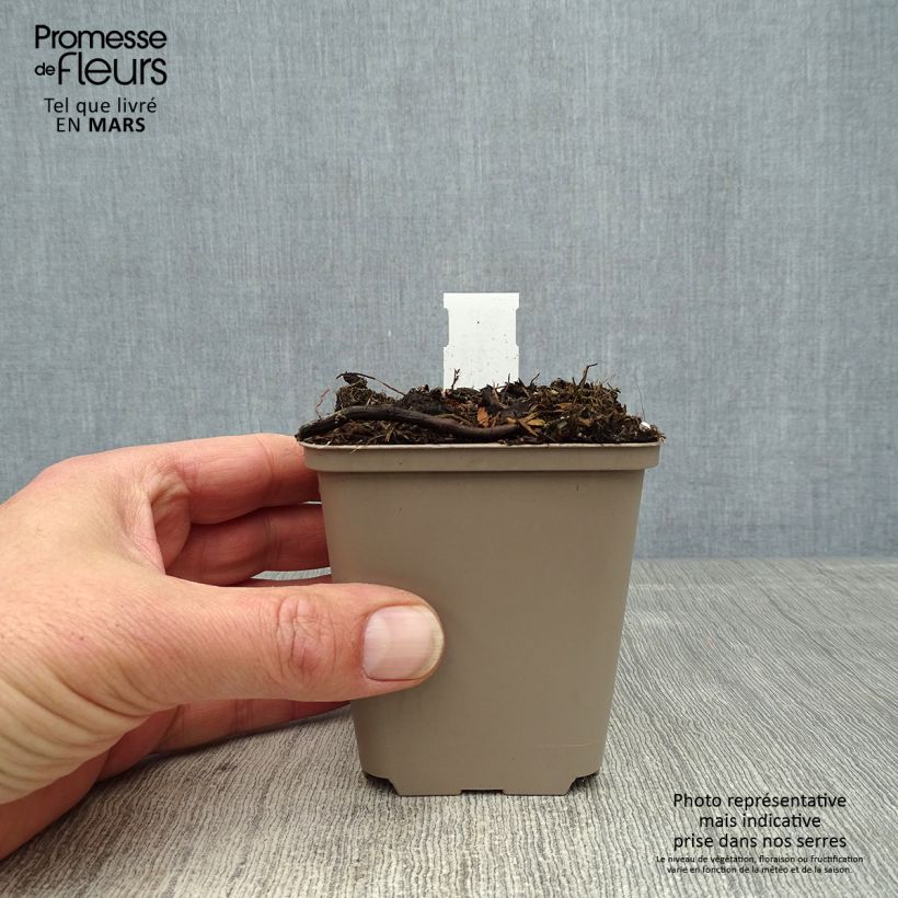 Amostra de Cosmos chocolate Eclipse Vaso de 8/9 cm tal como entregue na primavera