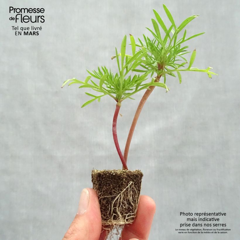 Amostra de Cosmos bipinatus Double Click en mélange Jardimotte: torrão de 3,8 cm x 3,2 cm em tabuleiro de cultivo de 16 unidades tal como entregue na primavera