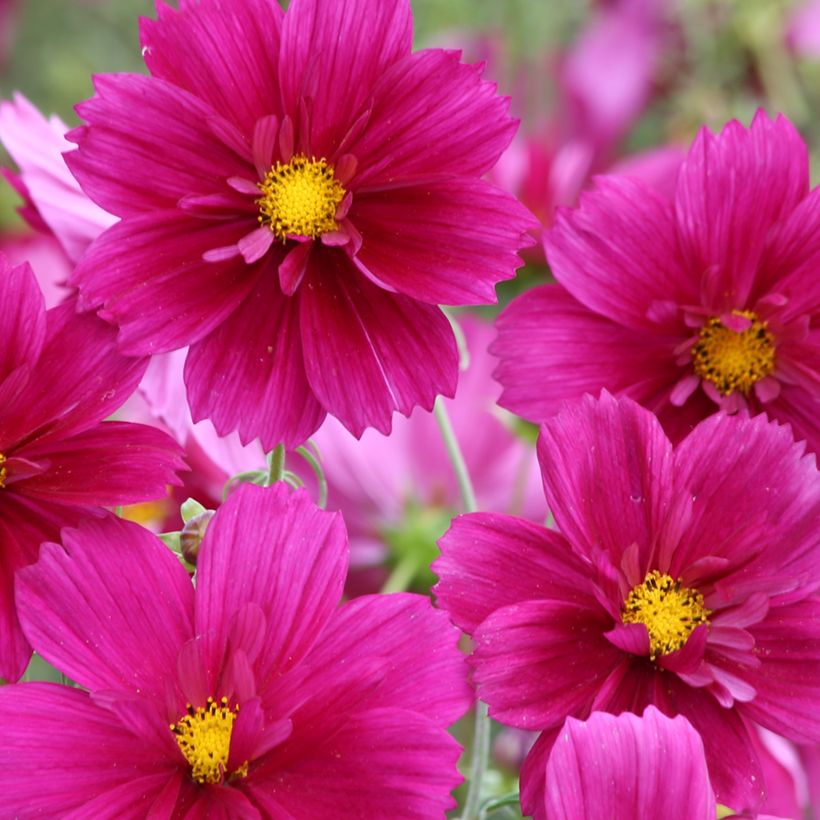 Cosmea Fandango em sementes (Floração)