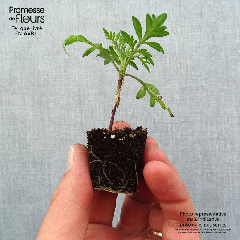 Amostra de Cosmos sulphureus Mandarin - Cosmos soufré orange Mini-torrão Ø 3/4 cm tal como entregue na primavera