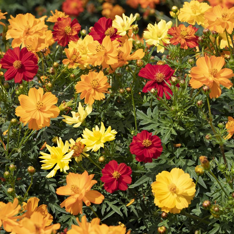 Cosmos sulphureus Brightness Mixed em sementes (Floração)