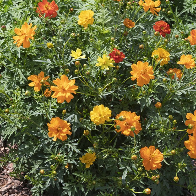 Cosmos sulphureus Brightness Mixed em sementes (Hábito)