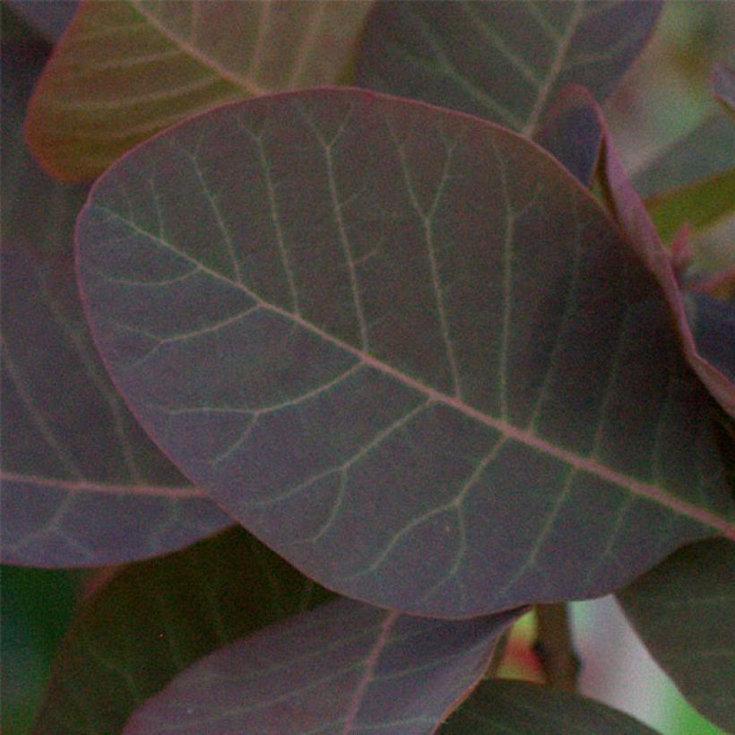 Cotinus Grace (Folhagem)