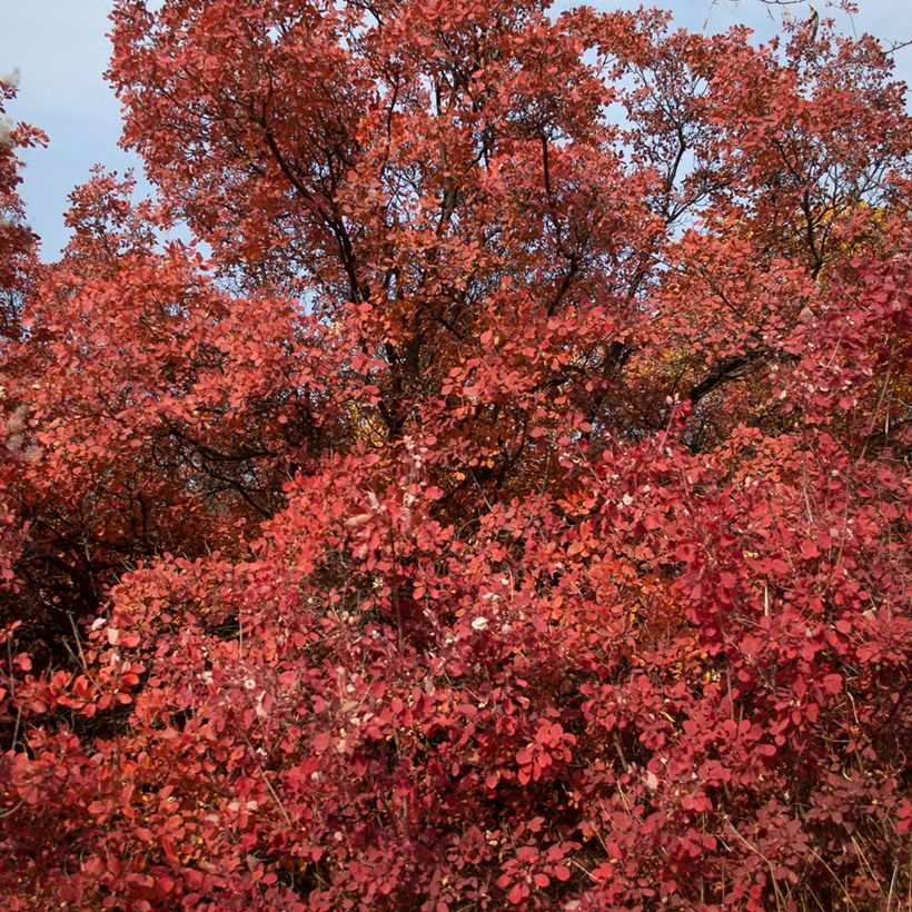 Cotinus Grace (Hábito)