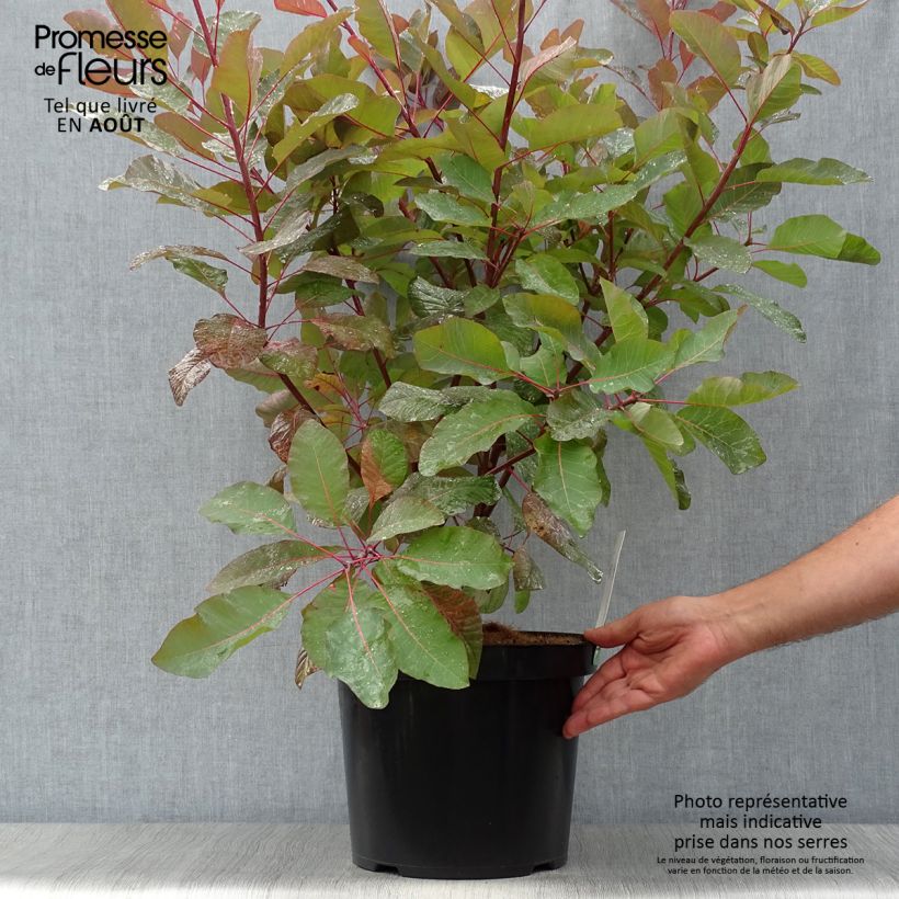 Amostra de Cotinus Grace Vaso de 7,5 L/10 L tal como entregue no verão