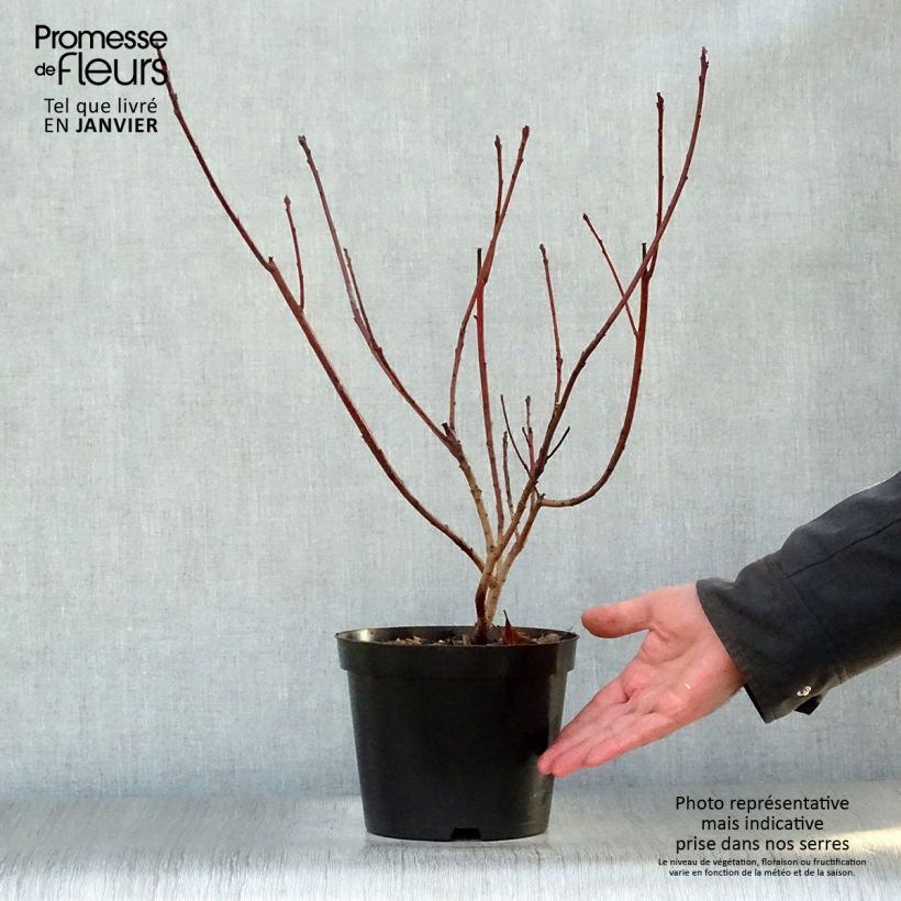 Amostra de Cotinus Grace Vaso de 2 L/3 L tal como entregue no inverno