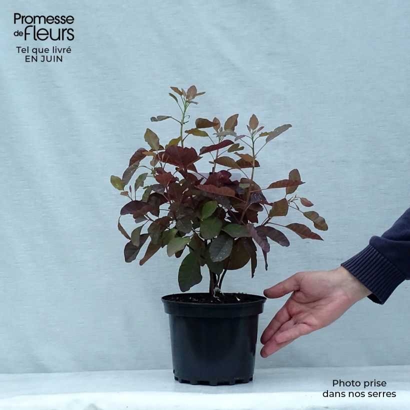 Amostra de Cotinus Grace Vaso de 2 L/3 L tal como entregue no verão