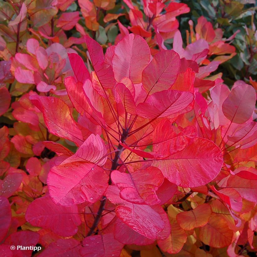 Cotinus coggygria Old Fashioned (Folhagem)
