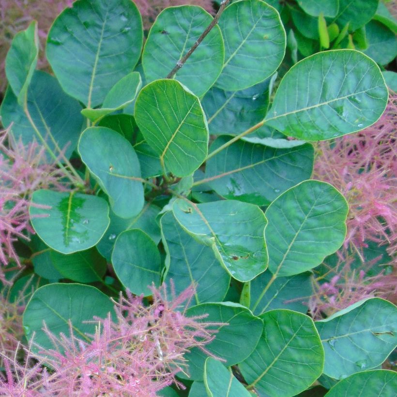Cotinus coggygria Smokey Joe (Folhagem)