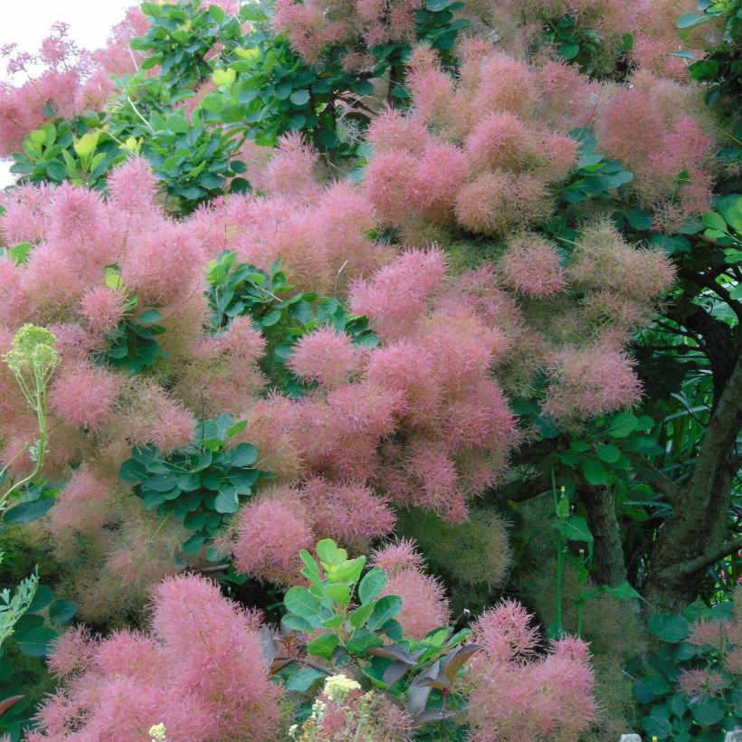 Cotinus coggygria Smokey Joe (Floração)