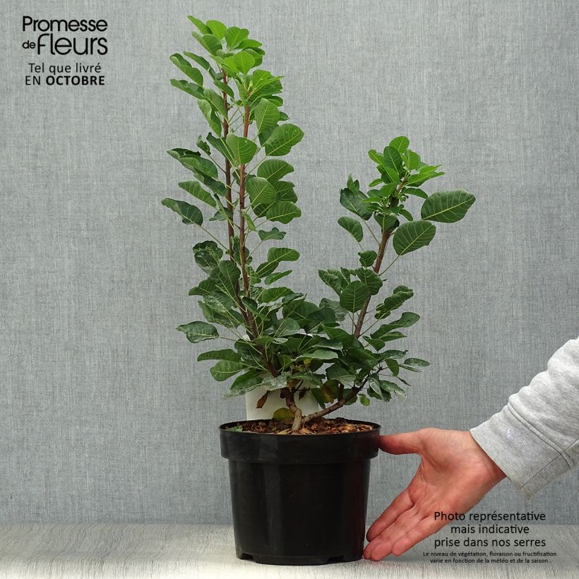 Amostra de Cotinus coggygria Smokey Joe Vaso de 3 L/4 L tal como entregue no outono