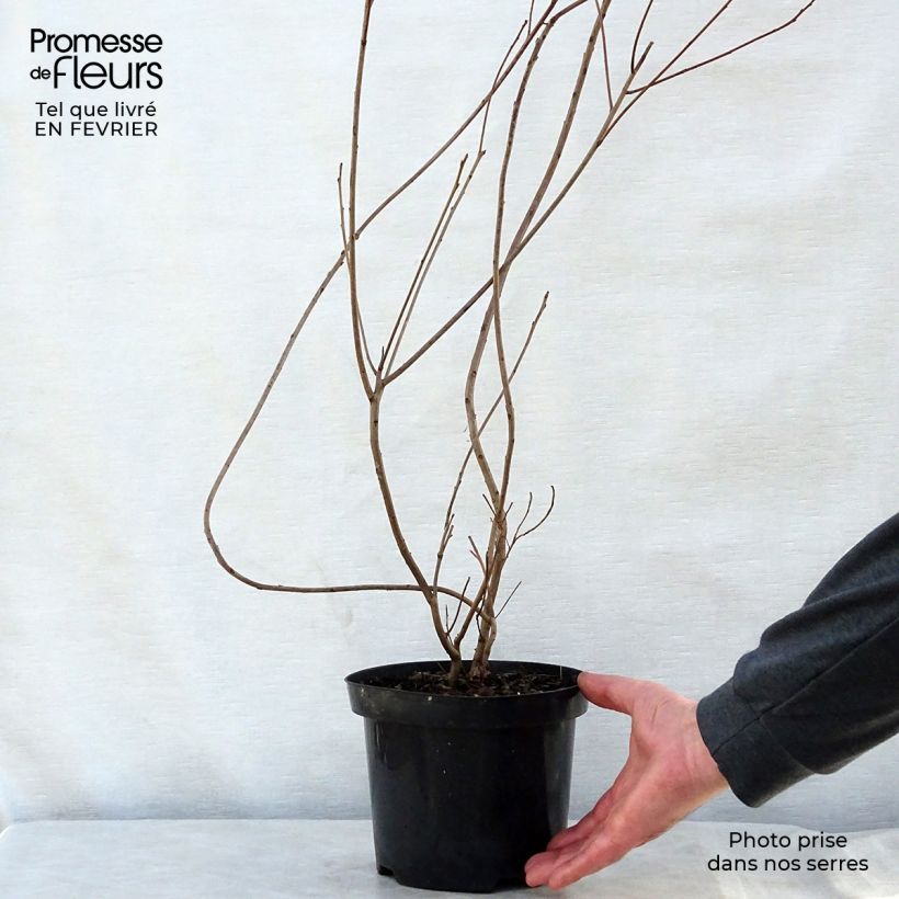 Amostra de Cotinus coggygria - Árvore-da-peruca Vaso de 3 L/4 L tal como entregue no inverno