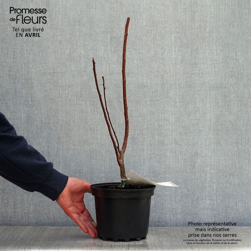 Amostra de Cotinus coggygria - Árvore-da-peruca Vaso de 3 L/4 L tal como entregue na primavera