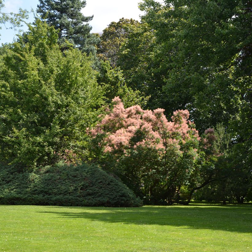 Cotinus coggygria - Árvore-da-peruca (Hábito)