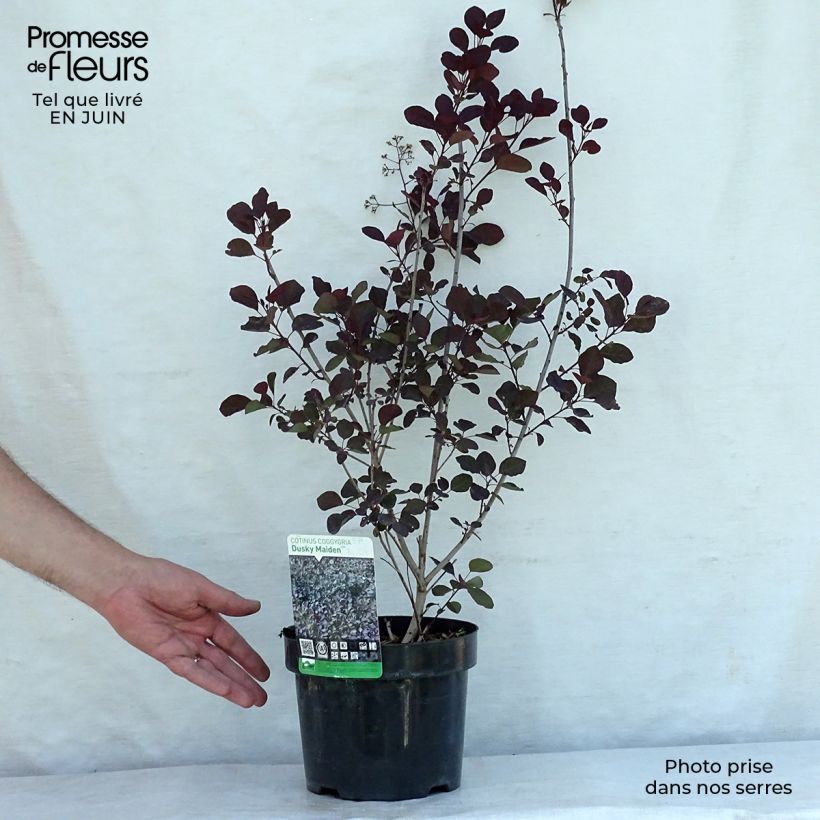 Amostra de Cotinus coggygria Dusky Maiden Vaso de 3 L/4 L tal como entregue no verão