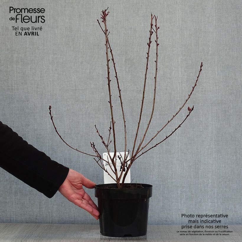 Amostra de Cotinus coggygria Dusky Maiden Vaso de 3 L/4 L tal como entregue na primavera