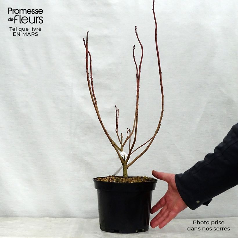 Amostra de Cotinus coggygria Flamissimo Vaso de 3 L/4 L tal como entregue na primavera