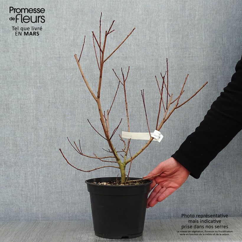Amostra de Cotinus coggygria Flamissimo - Arbre à perruque Vaso de 3 L/4 L tal como entregue no inverno