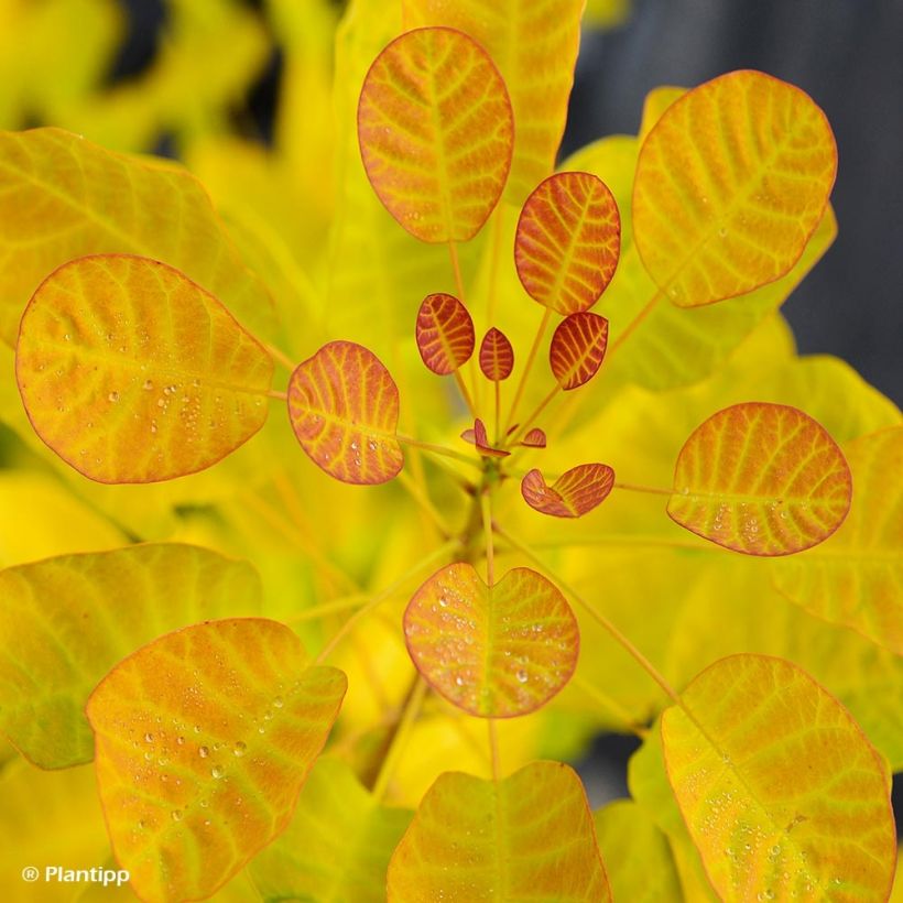 Cotinus coggygria Golden Lady (Folhagem)