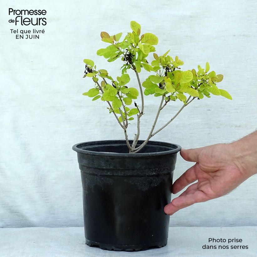 Amostra de Cotinus coggygria Golden Lady Vaso de 3 L/4 L tal como entregue no verão