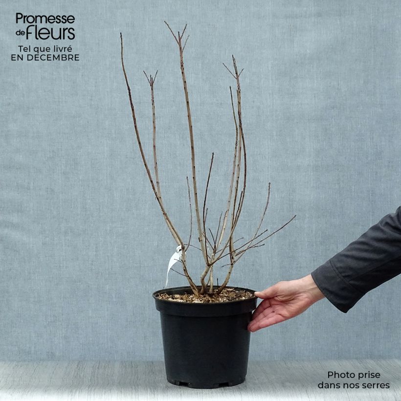 Amostra de Cotinus coggygria Golden Lady - Arbre à perruque Vaso de 7,5 L/10 L tal como entregue no inverno